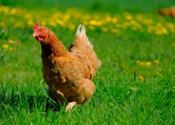 Hühnerdung als Dünger im Garten