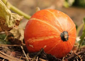 Hokkaido Kürbis ernten und dann?