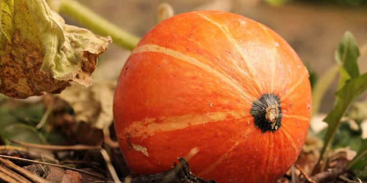 Hokkaido Kürbis ernten und dann?