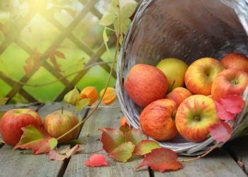 Apfelmaden bekämpfen – Die besten Tipps & Tricks