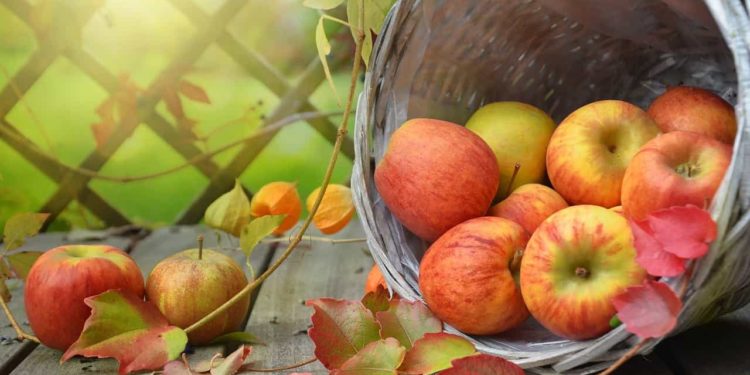 Apfelmaden bekämpfen – Die besten Tipps & Tricks