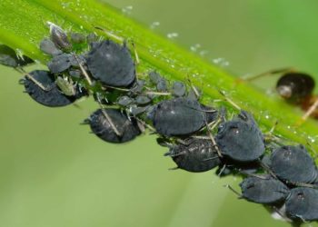 Blattläuse im Garten