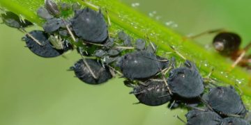 Blattläuse im Garten