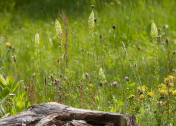 Einen naturnahen Garten gestalten