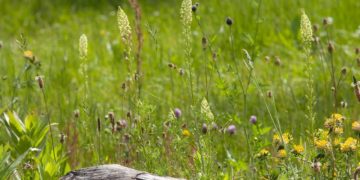 Einen naturnahen Garten gestalten