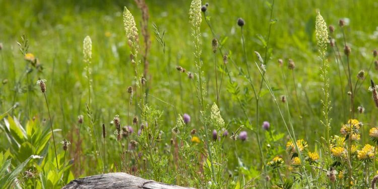 Einen naturnahen Garten gestalten