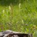 Einen naturnahen Garten gestalten