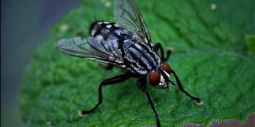 Zwiebelfliegen sind der Stubenfliege sehr ähnlich und können im Garten erheblichen Schaden anrichten.