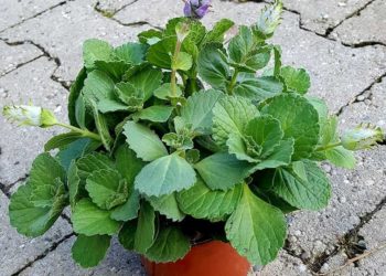 Verpiss dich Pflanze – die Katzenschreck Pflanze