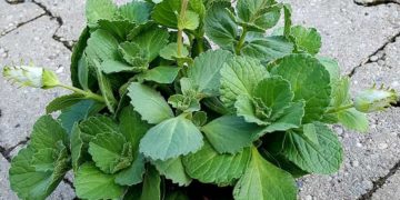 Verpiss dich Pflanze – die Katzenschreck Pflanze