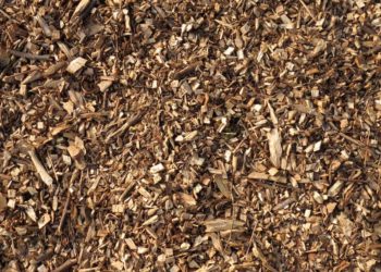 Pinienrinde: Vor- und Nachteile im Überblick