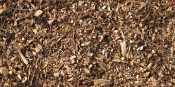 Pinienrinde: Vor- und Nachteile im Überblick