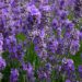 Lavendel pflanzen
