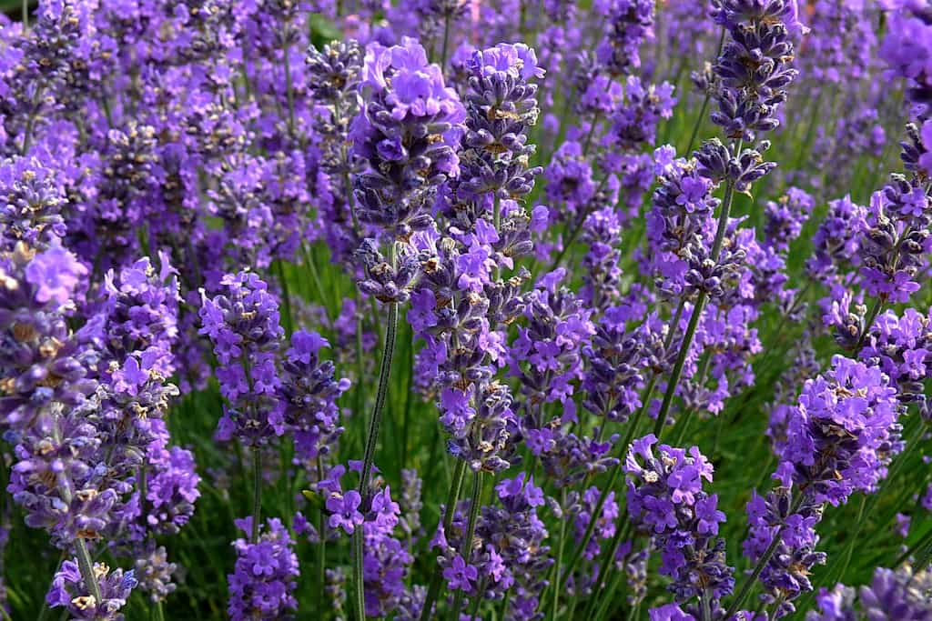 Lavendel Pflanzen So Gelingt Es Tipps Zur Pflege