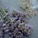 Lavendel trocknen