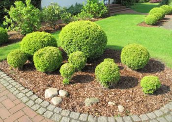 Rindenmulch: Vorteile und Nachteile im Überblick