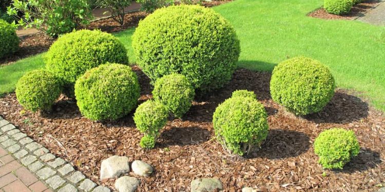 Rindenmulch: Vorteile und Nachteile im Überblick