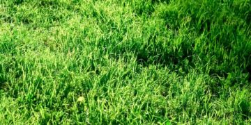 Spindelmäher schärfen