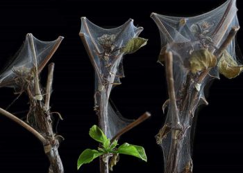 Spinnmilben haben sich an einer Pflanze ausgebreitet