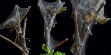 Spinnmilben haben sich an einer Pflanze ausgebreitet