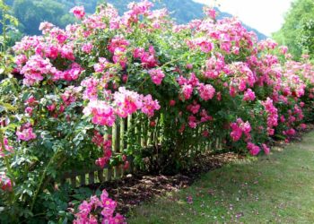 Rankhilfen für Kletterrosen