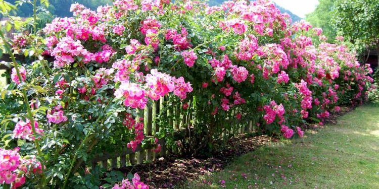 Rankhilfen für Kletterrosen