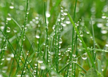 Regenwasser auffangen