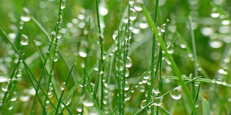 Regenwasser auffangen