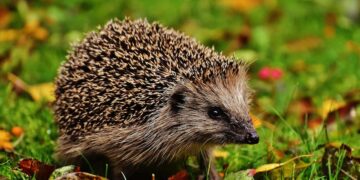 Igel im Garten