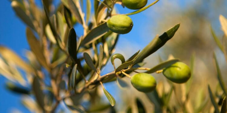 Olivenbaum überwintern – Was beachten?