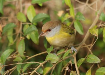 Methoden zur Vogelabwehr