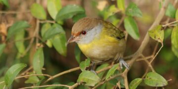 Methoden zur Vogelabwehr