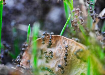 Ameisen im Rasen – Tipps & Tricks