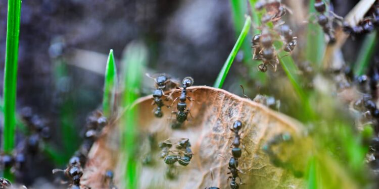 Ameisen im Rasen – Tipps & Tricks