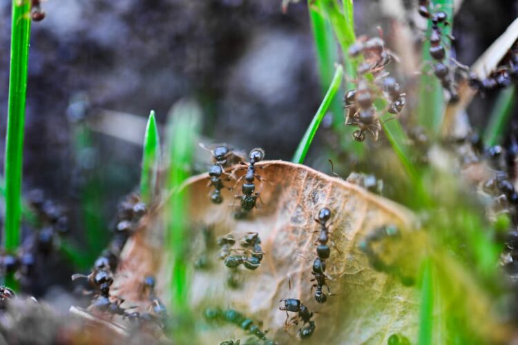Ameisen im Rasen lassen sich einfach bekämpfen © envato elements