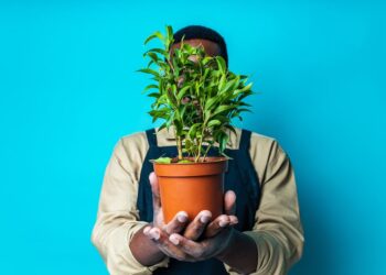 Gärtner mit Zimmerpflanze